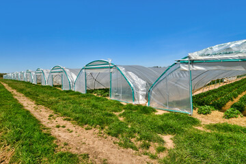 Tunnel dome greenhouses with strawberry plants