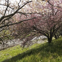 blooming tree
