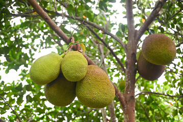 jackfruit on the jackfruit tree tropical fruit summer on nature leaf background