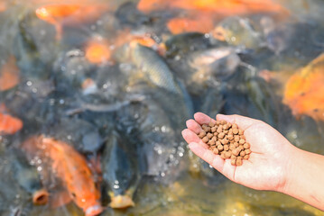 Feed the fish, close up brown pellets feeds for fish in hand, feed fish from feeding food on water surface ponds on water surface ponds, fish farm - 501478039
