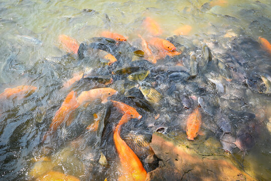 Orange golden carp fish tilapia and catfish eating from feeding food on water surface ponds on water surface ponds, fish farm floating for breathe on top water in lake near river Asian