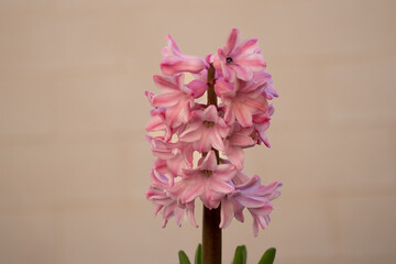 Portrait of a blooming pink hyacinth on a beige background. Open, bell-shaped hyacinth flowers with extended petals.