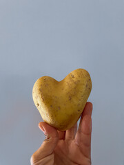 Heart potato. Tuber on plain background. Heart-shaped potato held at its base by a hand. Concept of healthy eating and organic products.