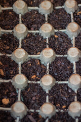Seedbed with moistened soil. Seedling in an egg carton with symmetrical square spaces. Recycling, sustainability and home garden concept.