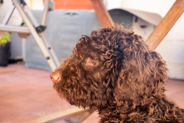 Baby Spanish Water Dog. Brown fluffy dog profile. Curly-haired puppy of the Turkish Andalusian breed. Profile of the face of a puppy with large ears, clear eyes, a fine nose and a dense coat.