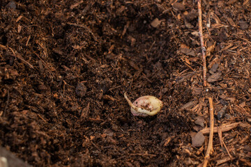 Bean germinated in fertile soil. Green bean seed with the first root developing. Primordial root thick, long and curved. Concept of farming and food production.