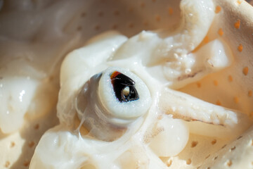 Close-up detail of the beak of a squid. Cut cuttlefish for consumption. Cephalopod mouth with two...