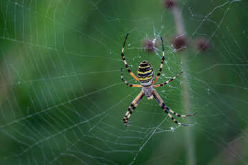 Obraz premium A Spider in its web 