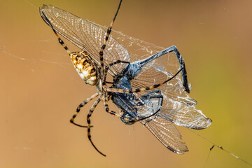 a Spider and a Dragonfly
