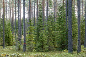 Calmness and relaxation forest area in spring