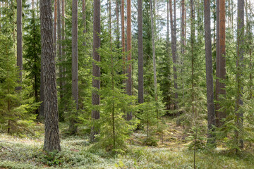 Calmness and relaxation forest area in spring