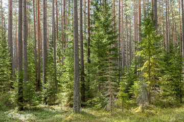 Obraz premium Calmness and relaxation forest area in spring