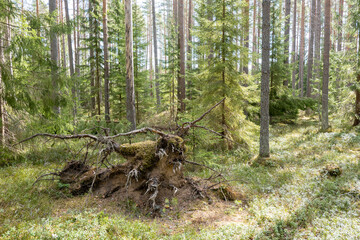 Calmness and relaxation forest area in spring