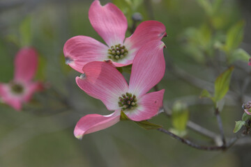 花弁のように見える総苞片が開いて、真ん中に並ぶ開花前の小さな花（花序）が見えるハナミズキ