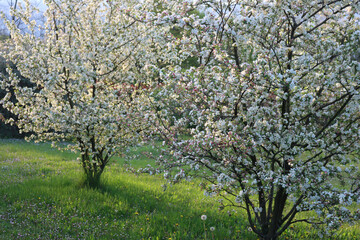 Dawn in the apple orchard in bloom. Beautiful white Apple flower against sunlight. Malus domestica