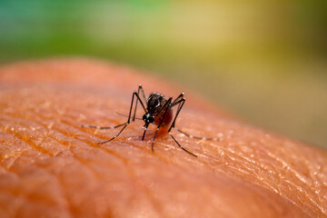 Aedes aegypti Mosquitoe bite and feeding blood on wrinkle skin.Aedes mosquitoes bring dengue disease.Mosquitoe sucking blood.photo by select focus.