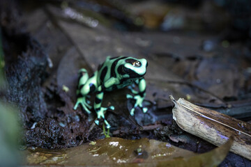Rana tropical en libertad en entorno natural selvático.