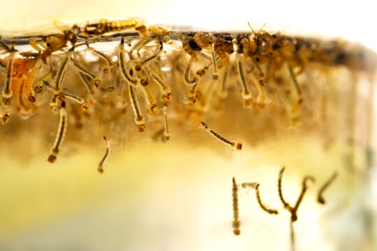 Macro photo of Thousand of mosquito larvae floating on water, photo taken from below with selective focus.