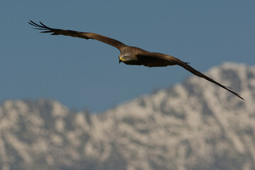 Black kite (Milvus migrans)