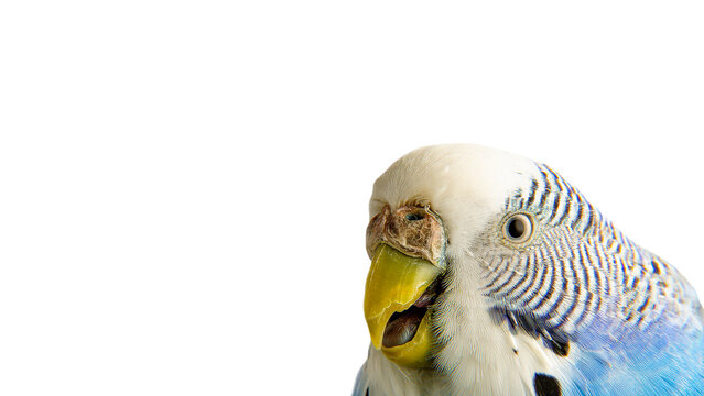 Portrait. A sick bird. The muzzle of a budgie on a white background. Isolate