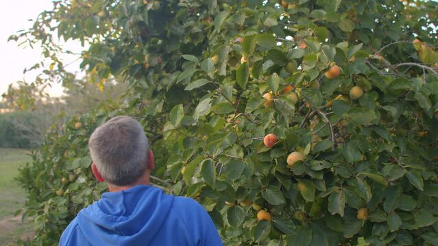 Male farmer cuts persimmon with secateurs from the tree. Autumn harvest of exotic fruits. Cultivated persimmons. IT, Borgagne, 6.10.2021 