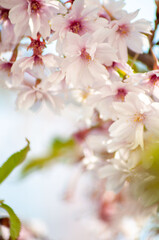 beautiful spring background. flowering fruit trees in spring.