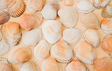large sea shells on a light background