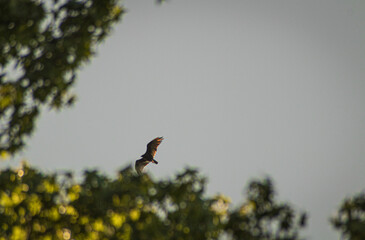 red tailed hawk in flight