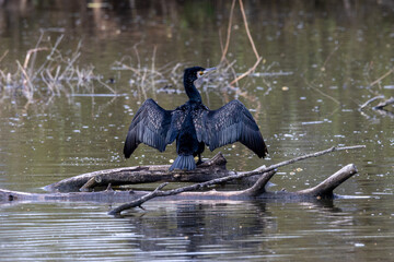 Kormoran auf einen Ast breitet seine Flügel aus