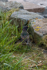 Star am Wegrand von hinten