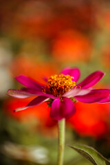 A Creeping Zinnia bloom . Vertical . Pink