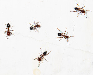 small ants on a dirty white wall