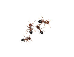small ants on a white background