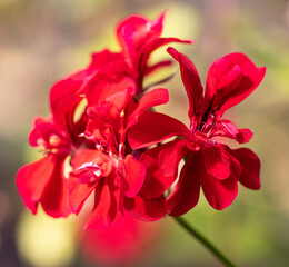Fototapeta na wymiar red geranium flowers on a branch