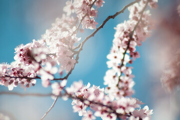 spring background. blooming trees
