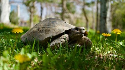 Obraz premium Tortoise in the grass and flowers. Close-up turtle. Adult turtle.