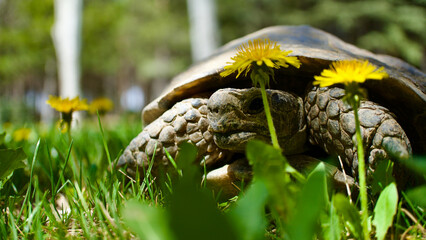 Tortoise in the grass and flowers. Close-up turtle. Adult turtle.