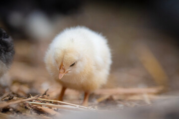 baby chicken on the ground