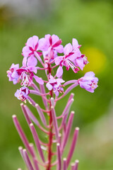 Phlox Subulata, Bergphlox