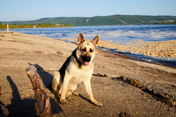 Dog German Shepherd outdoors in a sunny summer or autumn day nearwater of lake, river or sea. Russian guard dog Eastern European Shepherd in nature lanscape