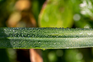dew on the grass