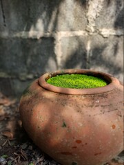 clay pot in the garden