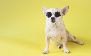 brown chihuahua dog wearing sunglasses sitting  on yellow background. summer traveling concept.