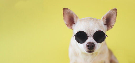 brown chihuahua dog wearing sunglasses sitting  on yellow background with copy space. summer traveling concept.