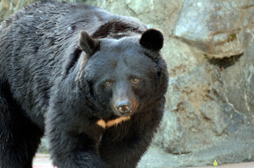 Fototapeta premium ツキノワグマ