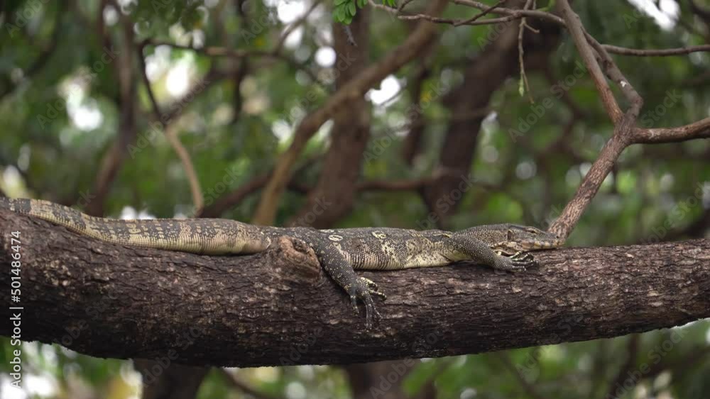 Poster monitor lizard resting on a tree branch. - close up