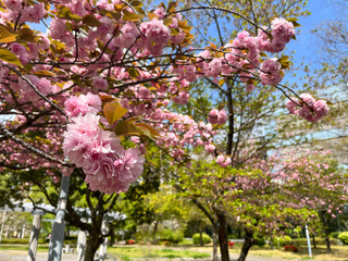 公園の桜の木