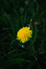 Single dandelion in a field of tall grass