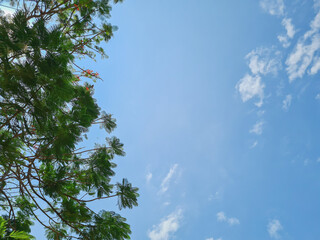 Fototapeta premium bright green branches and a cloudy blue sky