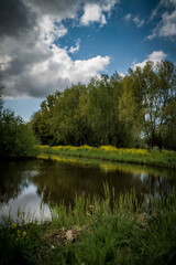 Fototapeta na wymiar Duck swimming in a moat in front of a field of dandelions and trees